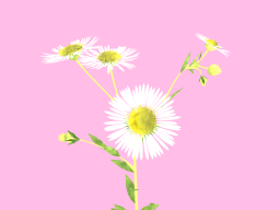 Erigeron annuus