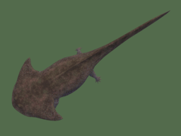 Diplocaulus