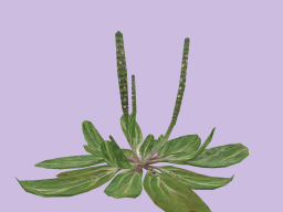 Plantago asiatica