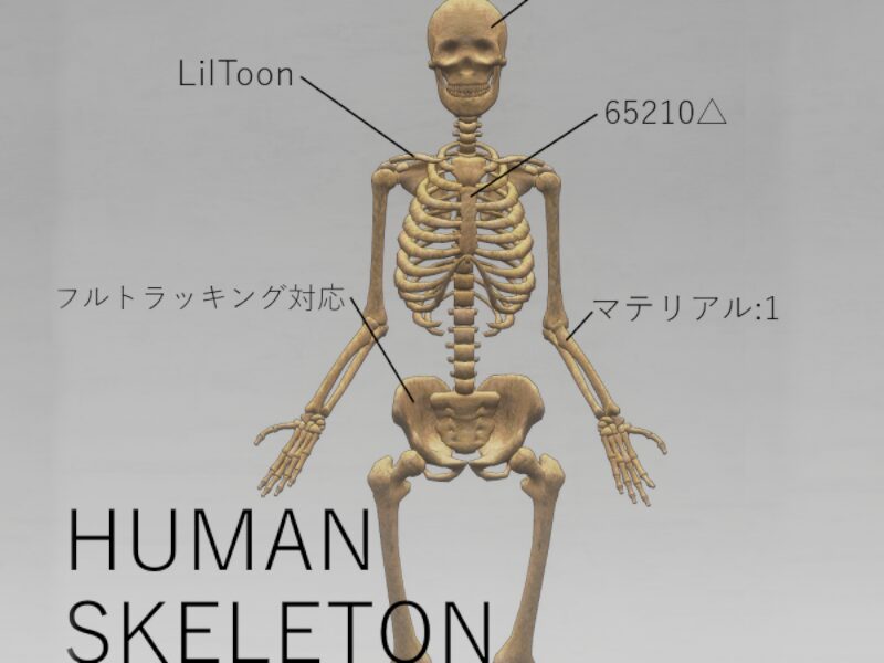 Skeleton
