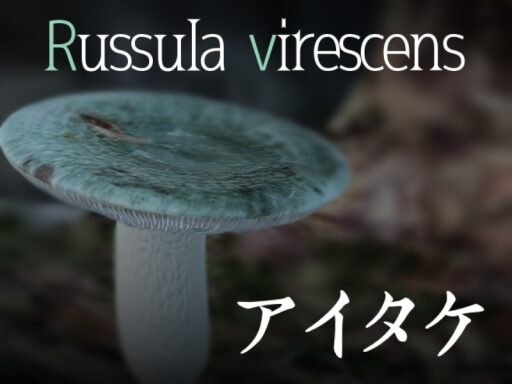 アイタケ -Russula virescens-