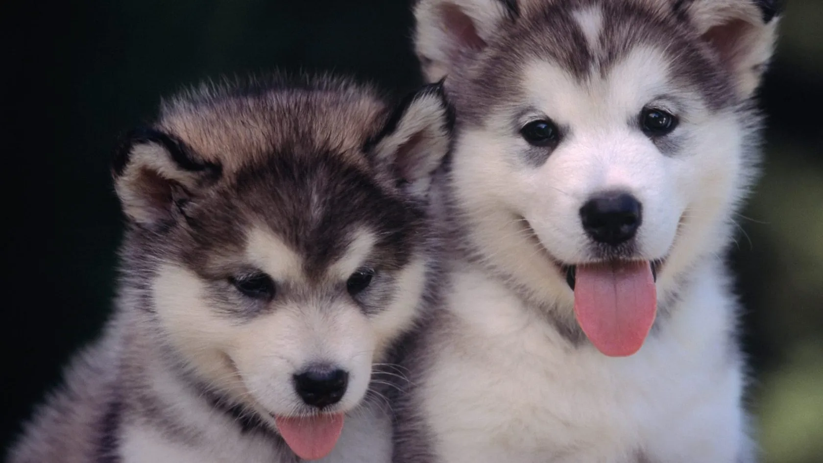 もふもふのいぬ！