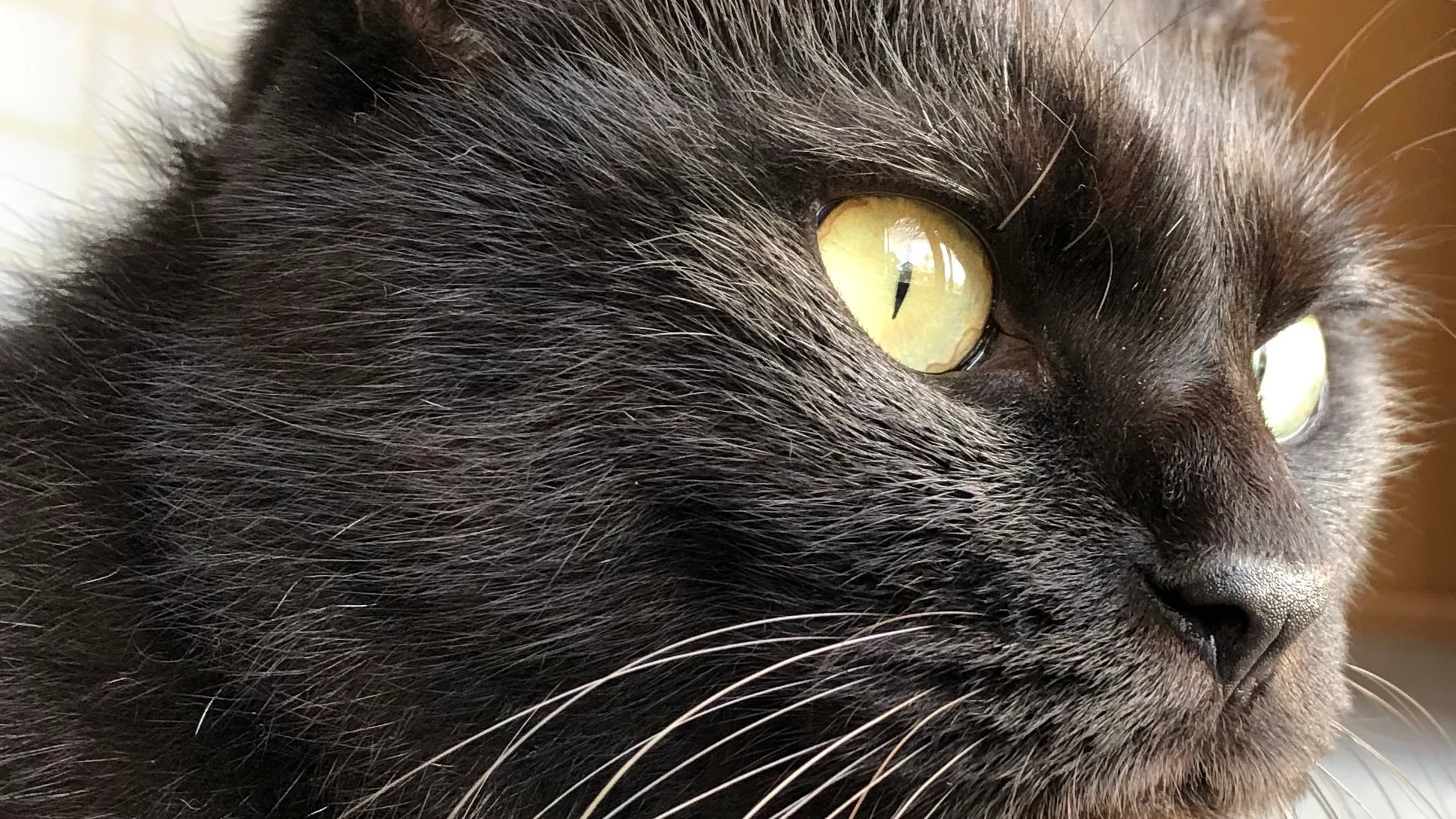 うちのこかわいい