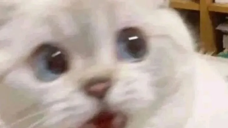 猫かどうかも怪しいな