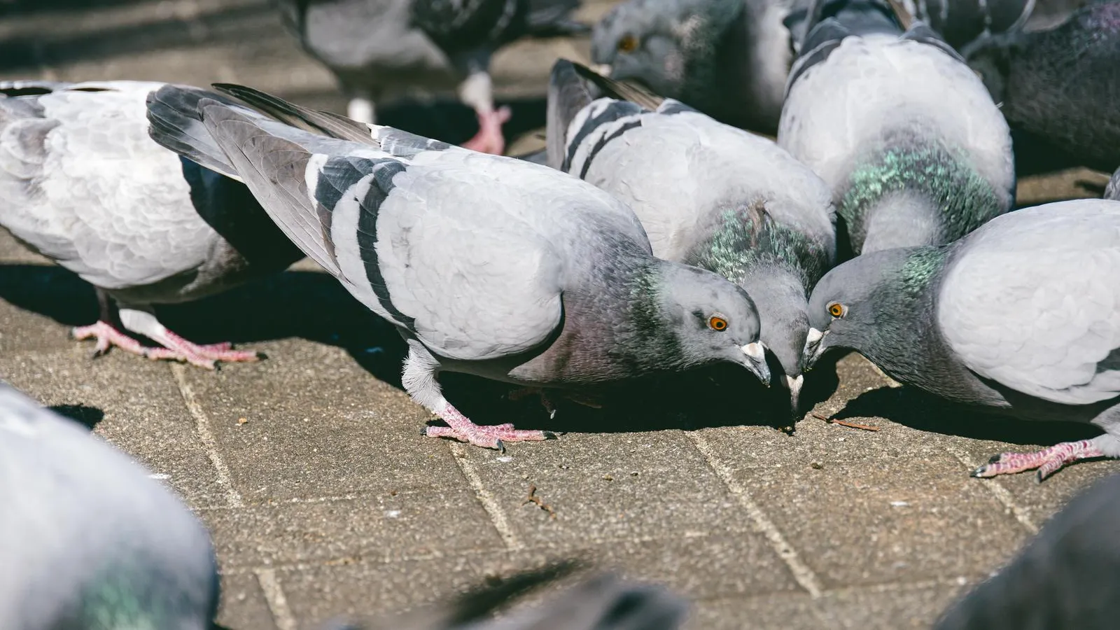 パブリック鳩部