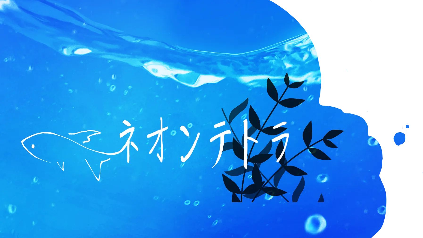 ネオンテトラの集い