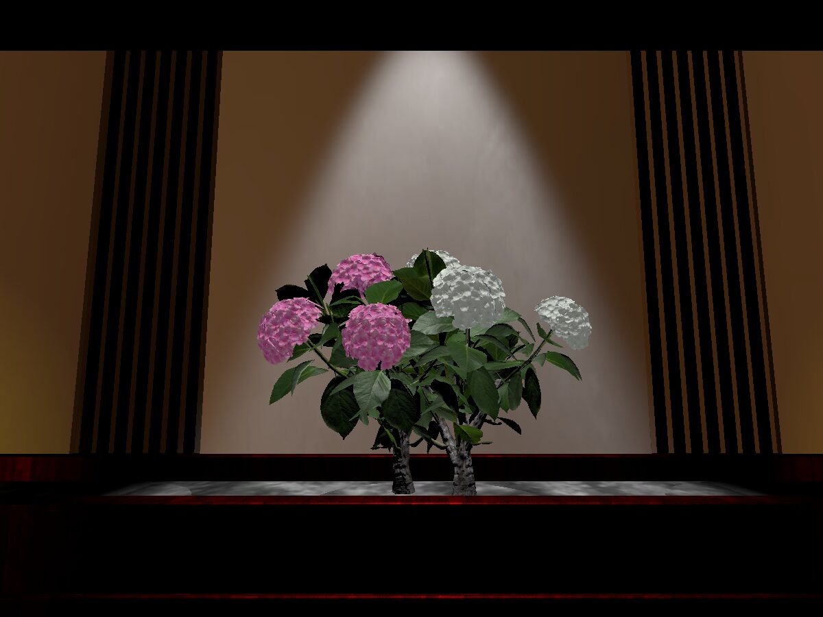 Raindrops on Hydrangea【Orthosia】