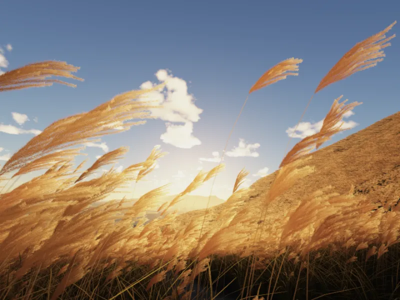 穂波 – Susuki field
