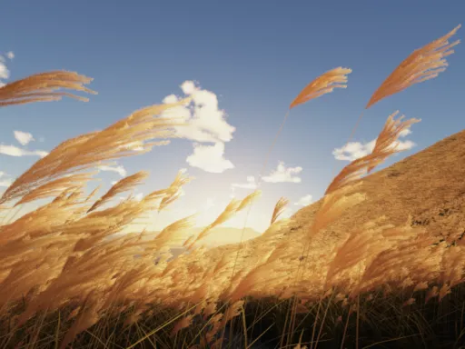 穂波 – Susuki field