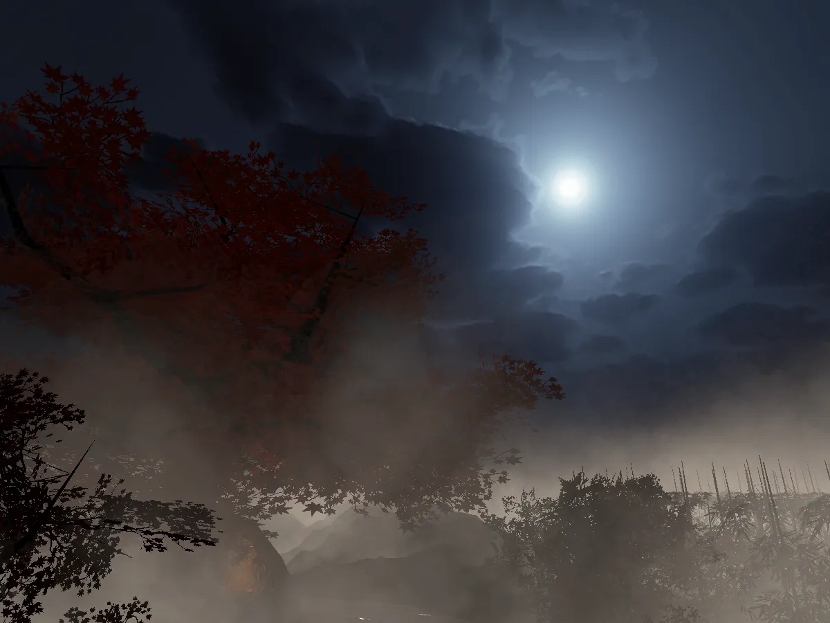 Forest in the mist